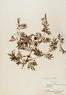 Desmanthus illinoensis (Illinois Bundle Flower)