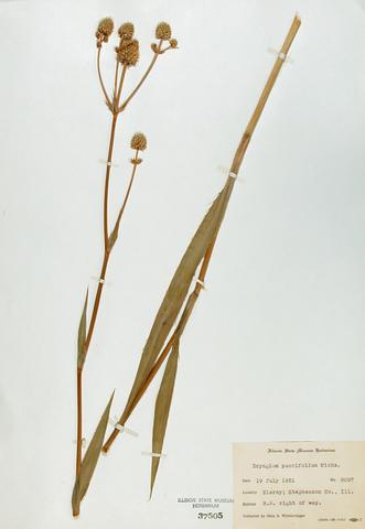<i>Eryngium yuccifolium</i> (Rattlesnake  Master)