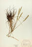 Koeleria macanthra (June Grass)