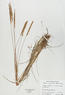 Koeleria macrantha (June Grass)
