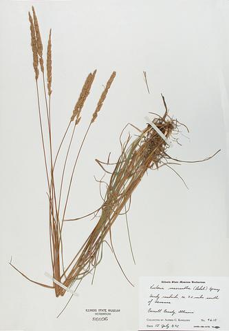 <i>Koeleria macrantha</i> (June Grass)