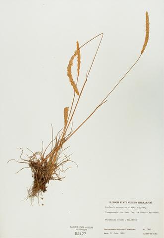 <i>Koeleria macanthra</i> (June Grass)