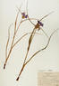 Tradescantia ohiensis (Common Spiderwort)