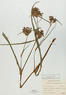 Tradescantia ohiensis (Common Spiderwort)