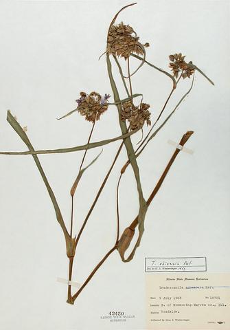 <i>Tradescantia ohiensis</i> (Common Spiderwort)