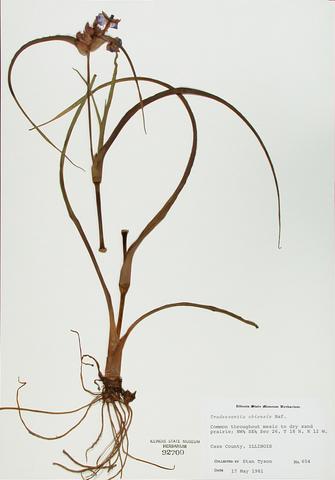 <i>Tradescantia ohiensis</i> (Common Spiderwort)