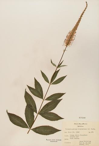 <i>Veronicastrum virginicum</i> (Culver's Root)