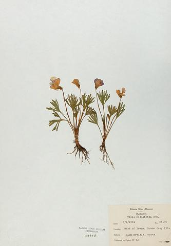 <i>Viola pedatifida</i> (Prairie Violet)