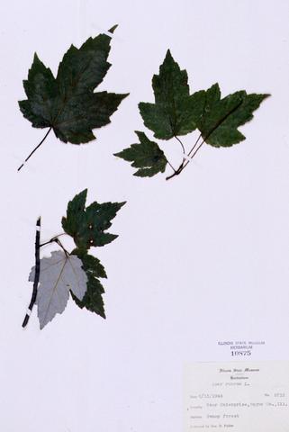 Acer rubrum   (Red Maple)