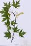 Acer saccharinum  (Silver Maple)