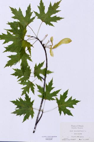 Acer saccharinum  (Silver Maple)