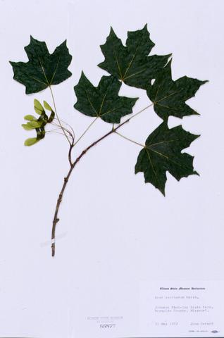 Acer saccharum  (Sugar Maple)