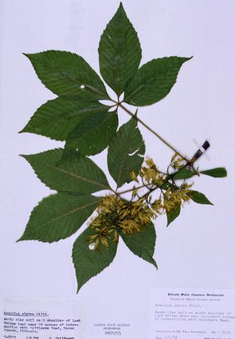 Aesculus glabra  (Ohio Buckeye)