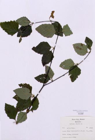 Betula nigra  (River Birch)