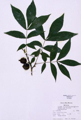 Carya cordiformis  (Bitternut Hickory)