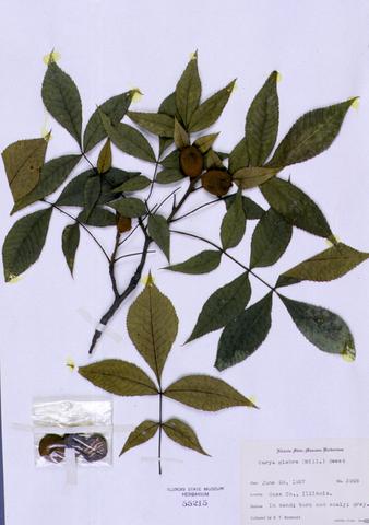 Carya glabra  (Pignut Hickory)