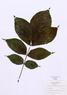 Carya laciniosa  (Kingnut Hickory)