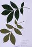 Carya tomentosa  (Mockernut Hickory)