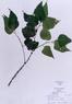 Celtis occidentalis  (Hackberry)