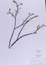 Celtis occidentalis  (Hackberry)