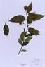 Cephalanthus occidentalis  (Buttonbush)