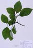 Cornus florida  (Flowering Dogwood)