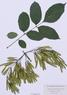Fraxinus pennsylvanica  (Green Ash)