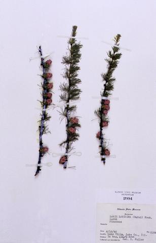 Larix laricina  (Larch)