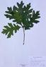 Quercus alba  (White Oak)