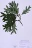 Quercus alba  (White Oak)