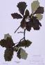 Quercus bicolor  (Swamp White Oak)