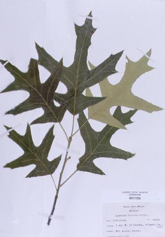 Quercus falcata  (Spanish Oak)