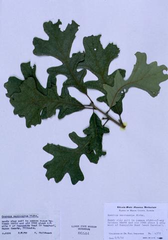 Quercus macrocarpa  (Bur Oak)
