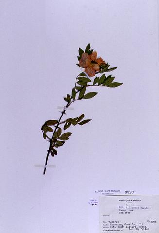 Rosa palustris  (Swamp Rose)