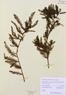 Taxodium distichum  (Bald Cypress)