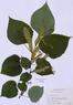 Tilia americana  (Basswood)