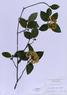 Viburnum prunifolium  (Black Haw)