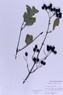Viburnum prunifolium  (Black Haw
