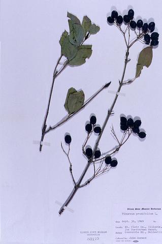 Viburnum prunifolium  (Black Haw