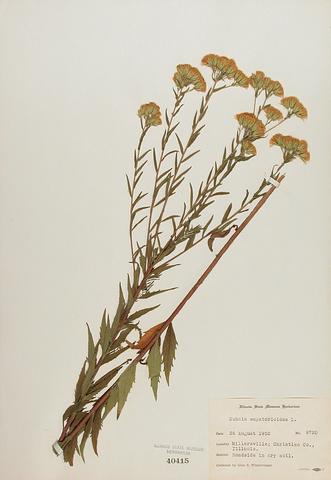 <i>Kuhnia eupatorioides</i> (False Boneset)