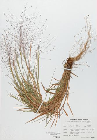<i>Leptoloma cognatum</i> (Fall Witch Grass)