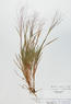 Leptoloma cognatum (Fall Witch Grass)