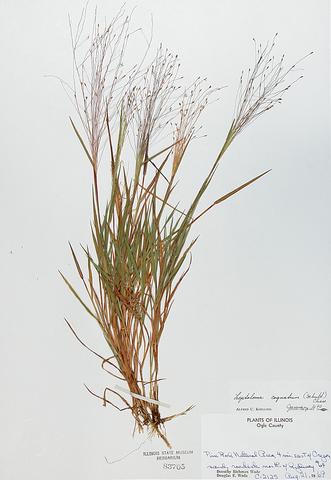 <i>Leptoloma cognatum</i> (Fall Witch Grass)