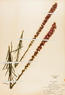 Liatris spicata (Sessile Blazing Star)