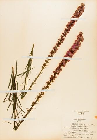 <i>Liatris spicata</i> (Sessile Blazing Star)