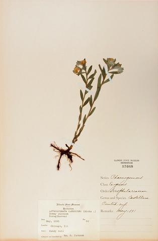 <i>Lithospermum canescens</i> (Hoary Puccoon)