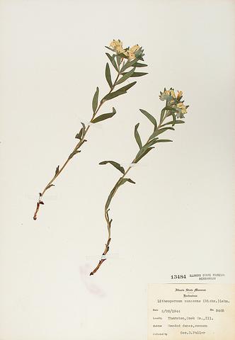 <i>Lithospermum canascens</i> (Hoary Puccoon)