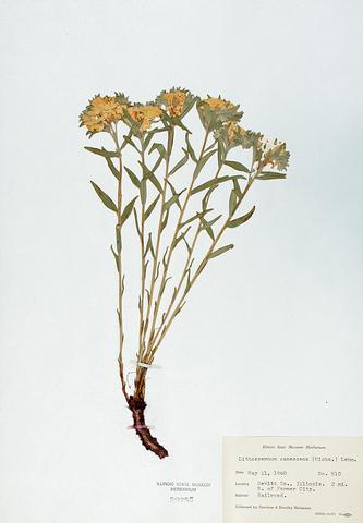 <i>Lithospermum canascens</i> (Hoary Puccoon)