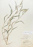 Muhlenbergia frondosa (Muhly)