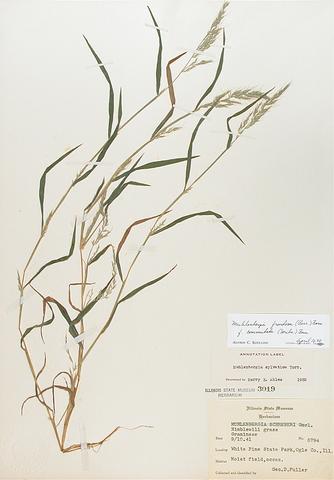 <i>Muhlenbergia frondosa</i> (Muhly)